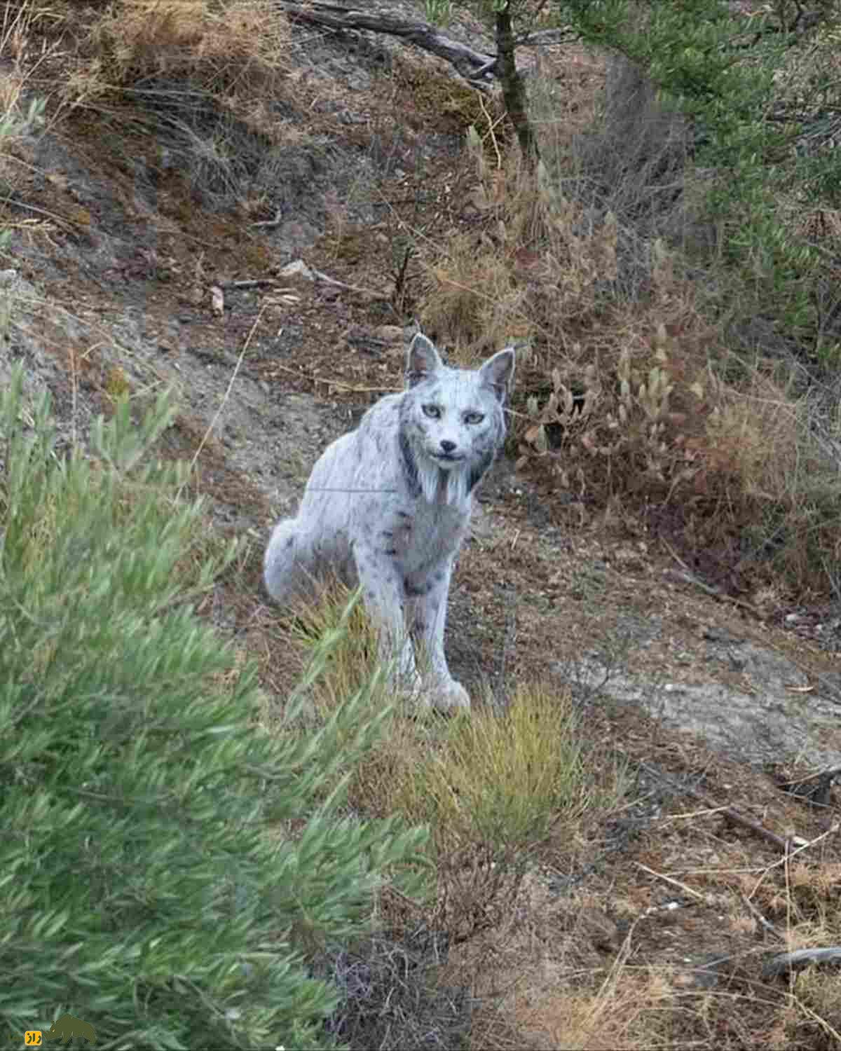نخستین سیاه‌گوش ایبری سفید جهان در اسپانیا دیده شد؛ روح اسرارآمیز جنگل‌های مدیترانه