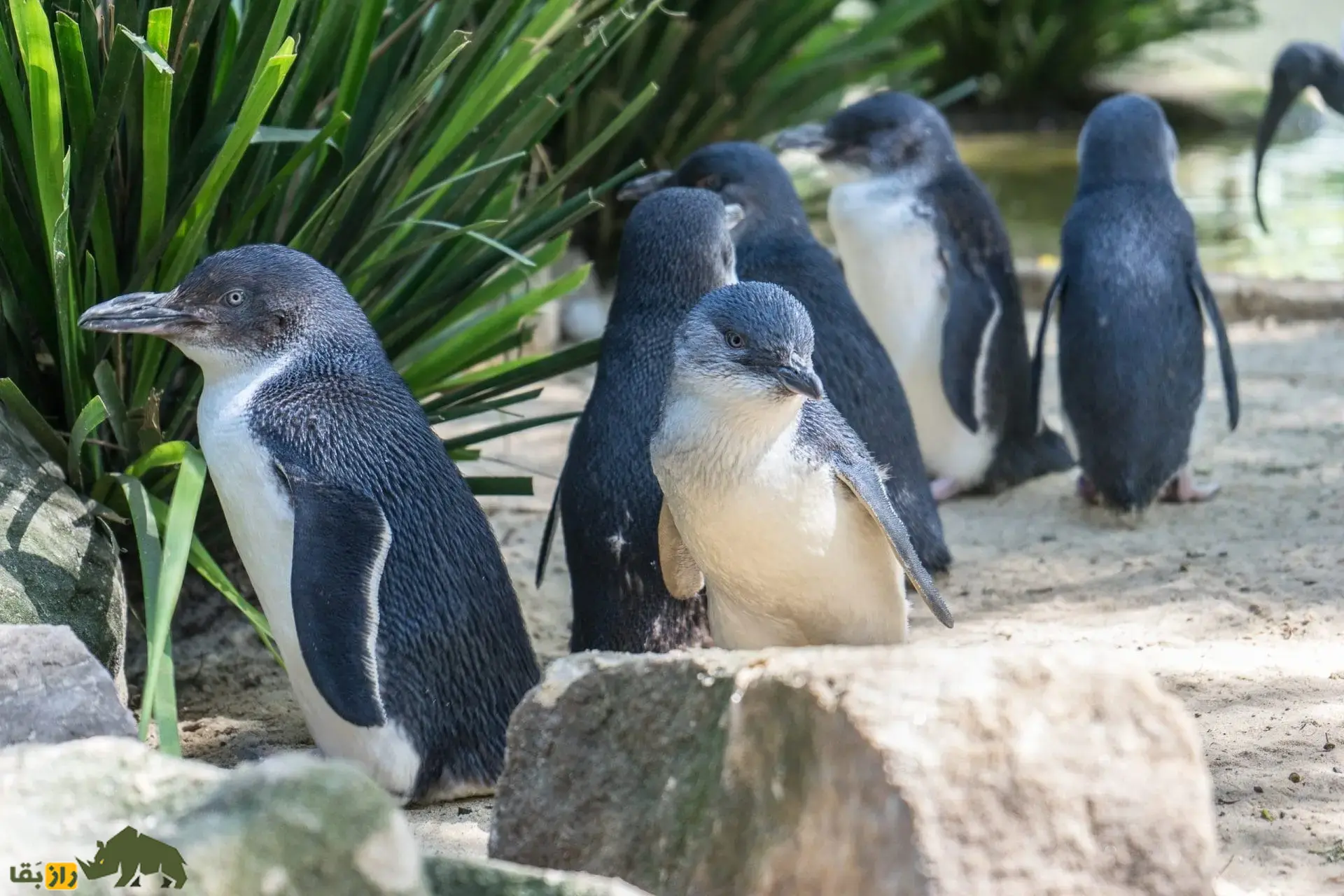 پنگوئن کوچک آبی