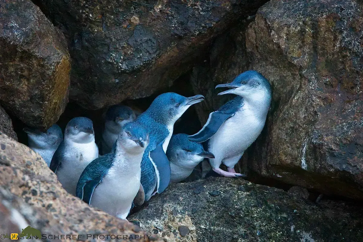 پنگوئن کوچک آبی