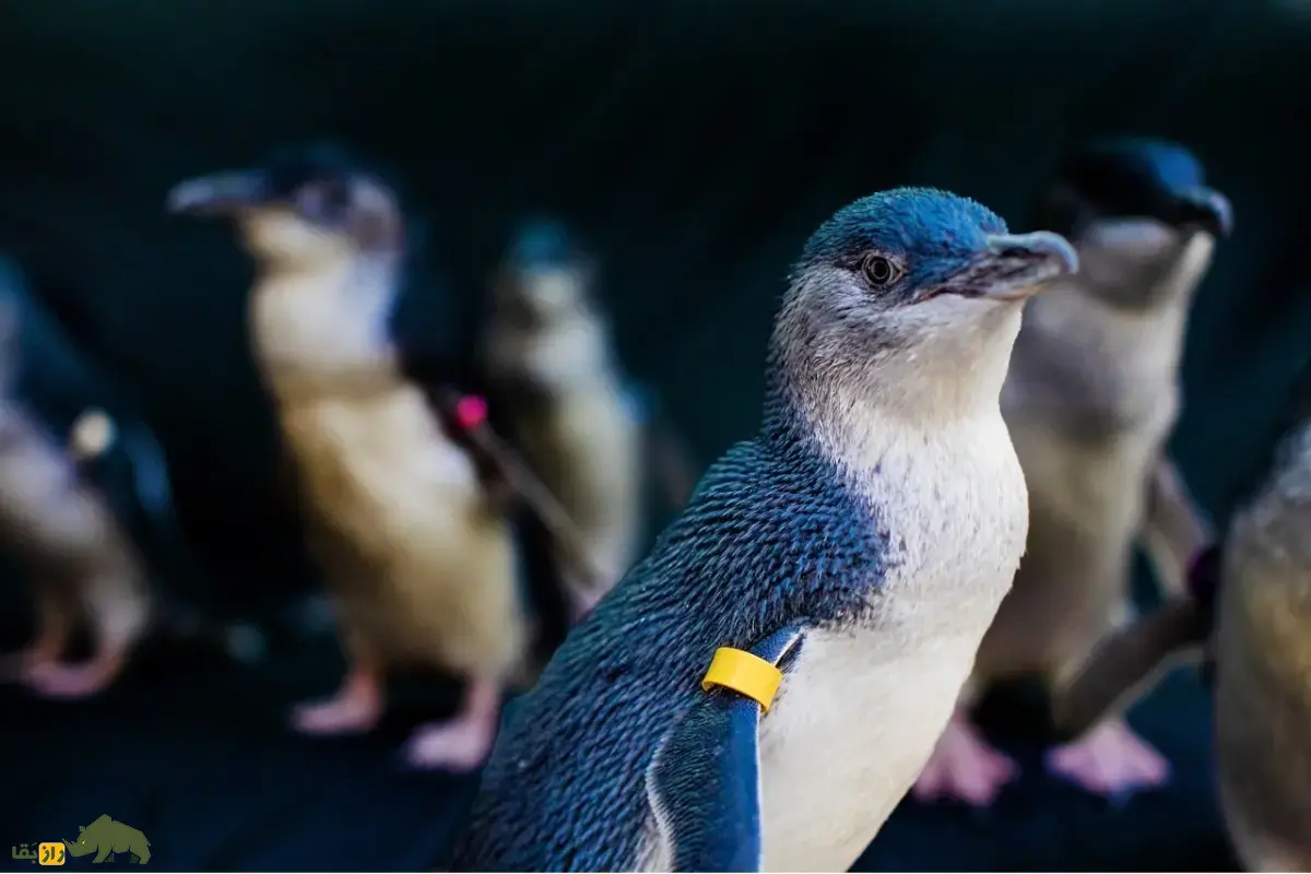 پنگوئن کوچک آبی