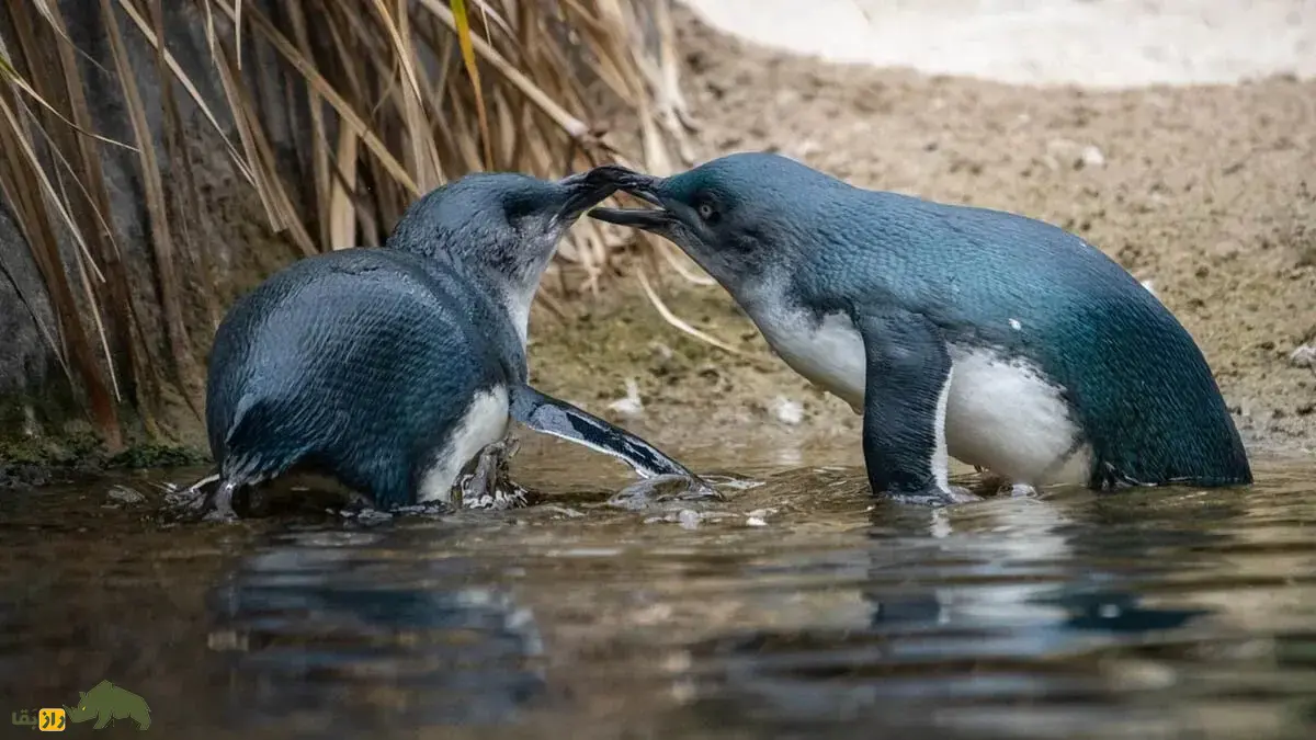 پنگوئن کوچک آبی