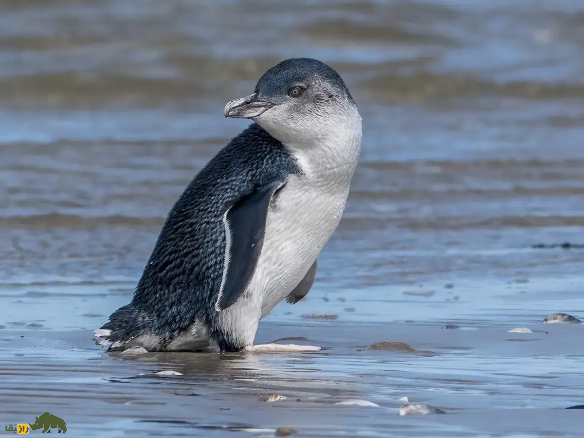 پنگوئن کوچک آبی