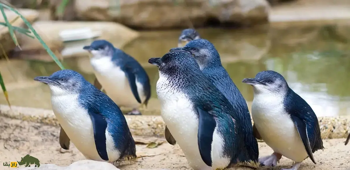 پنگوئن کوچک آبی