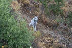 نخستین سیاه‌گوش ایبری سفید جهان کشف شد؛ روح اسرارآمیز جنگل‌ها بالاخره خودش را نشان داد + ویدئو