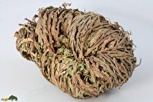 گیاه رستاخیز؛ گیاهی خشک و مرده شبیه توپ در بیابان‌های سوزان که سال‌ها بعد از مرگش با چند قطره آب دوباره زنده می‌شود