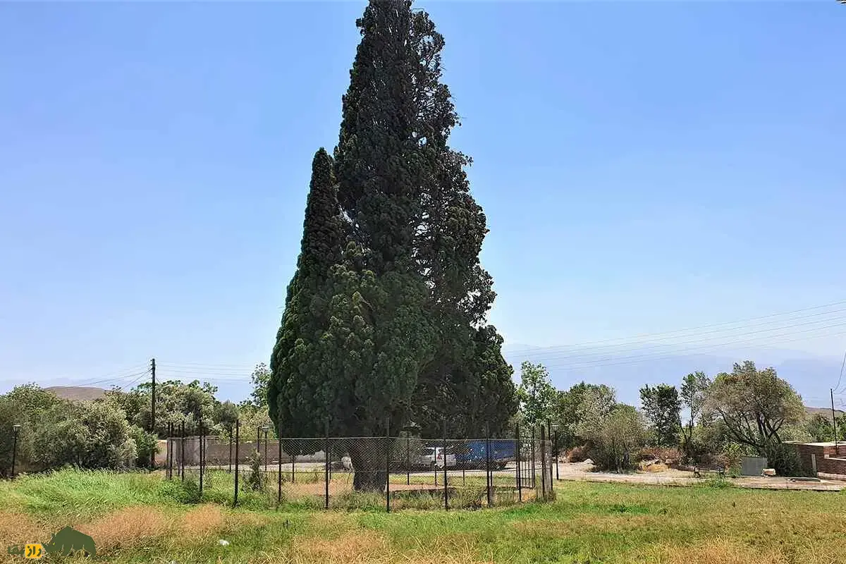 سرو هرزویل گیلان؛ درخت هزارساله‌ای که از دل زلزله رودبار برخاست و به نماد پایداری، جاودانگی و میراث طبیعی ایران تبدیل شد