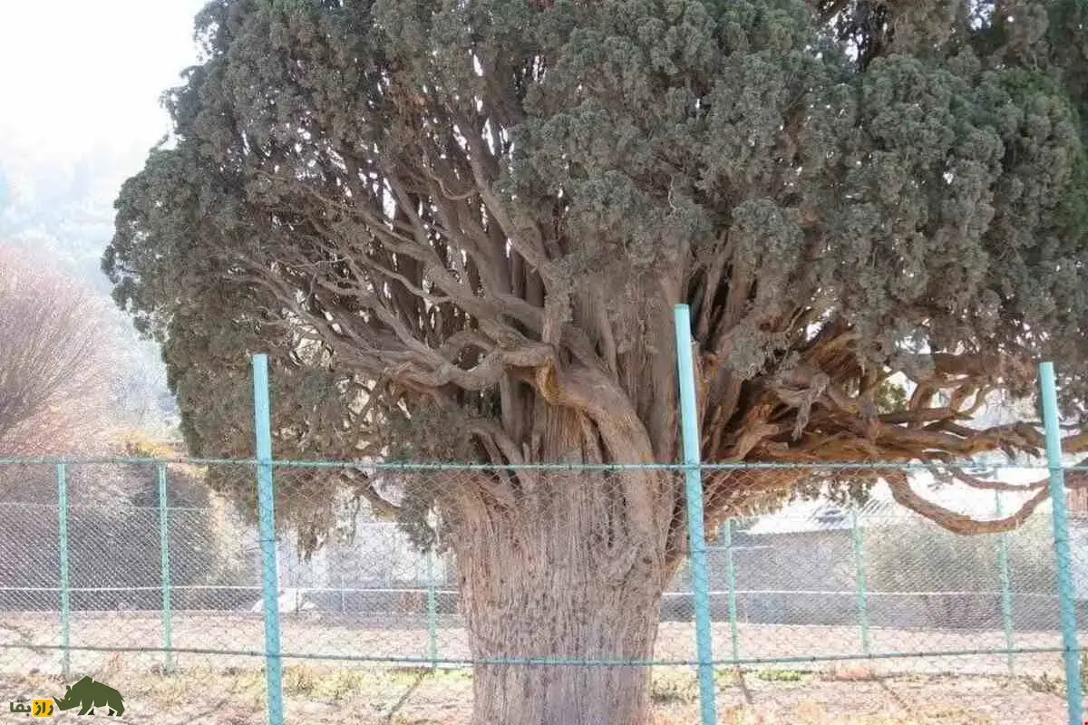سرو هرزویل گیلان؛ درخت هزارساله‌ای که از دل زلزله رودبار برخاست و به نماد پایداری، جاودانگی و میراث طبیعی ایران تبدیل شد