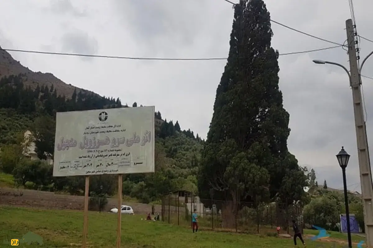 سرو هرزویل گیلان؛ درخت هزارساله‌ای که از دل زلزله رودبار برخاست و به نماد پایداری، جاودانگی و میراث طبیعی ایران تبدیل شد