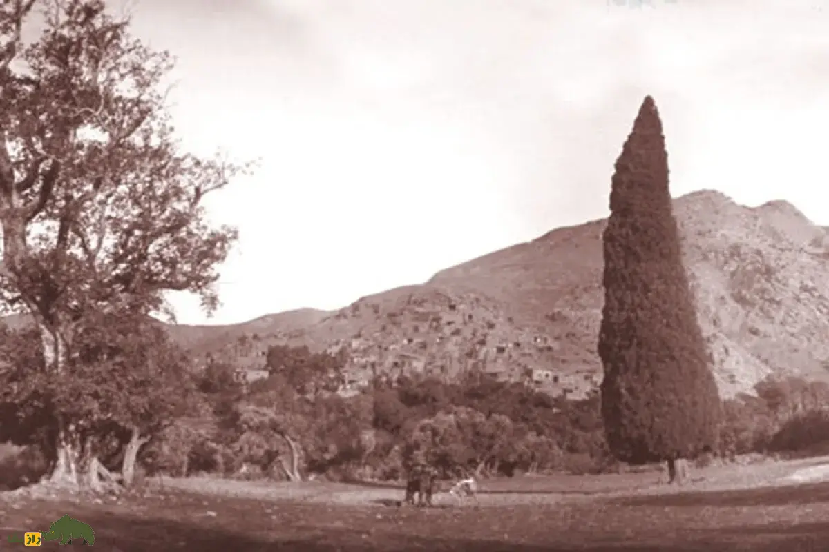 سرو هرزویل گیلان؛ درخت هزارساله‌ای که از دل زلزله رودبار برخاست و به نماد پایداری، جاودانگی و میراث طبیعی ایران تبدیل شد