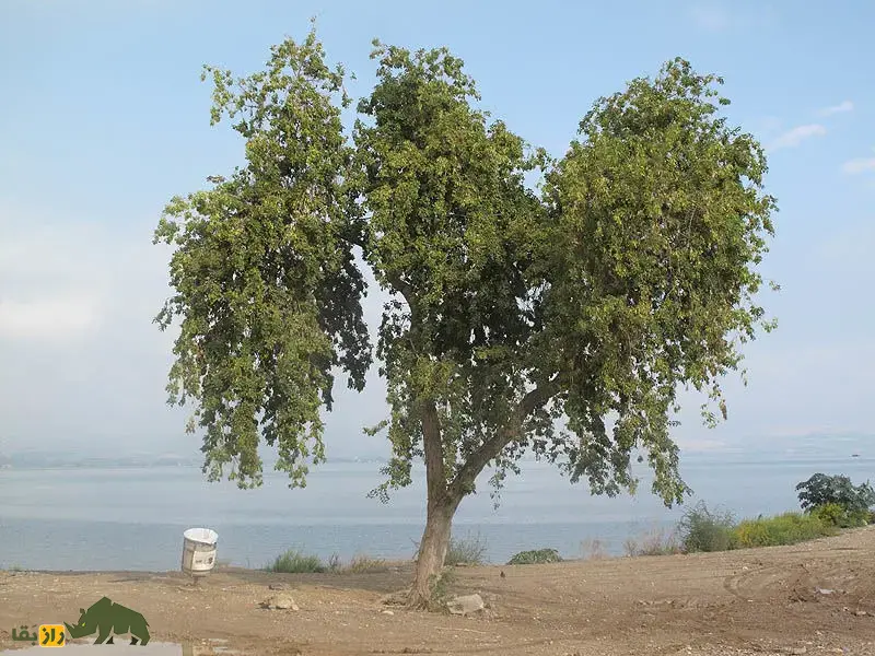 جَگ یا جَغ؛ درختی با چوب بسیار خوشبو که در سیستان و بلوچستان رشد میکند و ریشهاش در جستجوی آب تا ۳۰ متر گسترش مییابد جَگ یا جَغ