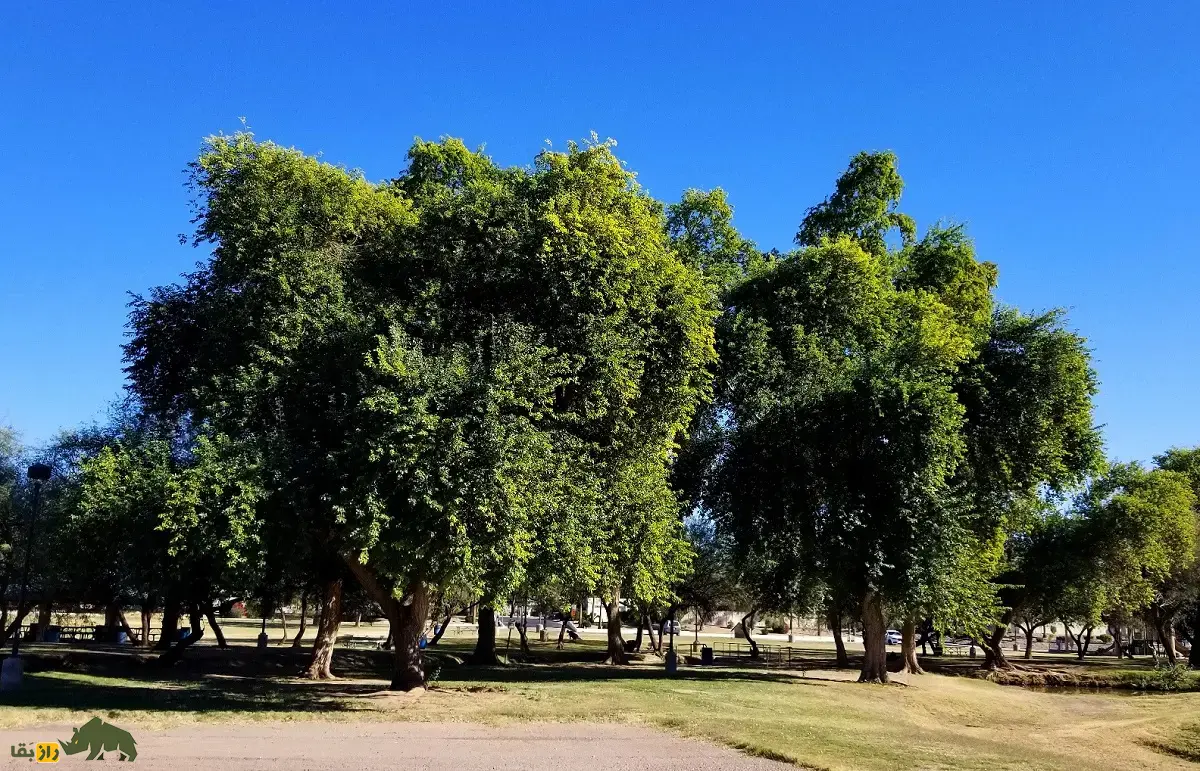 جَگ یا جَغ؛ درختی با چوب بسیار خوشبو که در سیستان و بلوچستان رشد میکند و ریشهاش در جستجوی آب تا ۳۰ متر گسترش مییابد جَگ یا جَغ