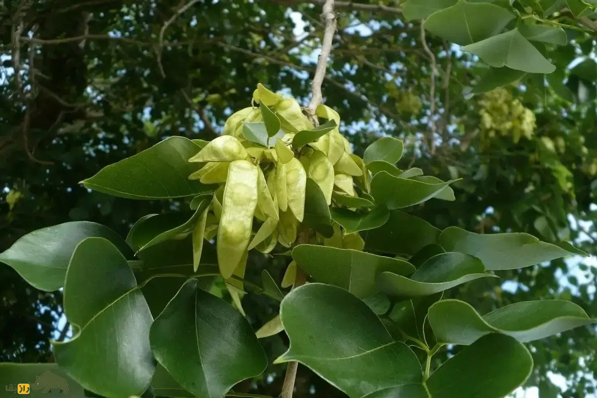 جَگ یا جَغ؛ درختی با چوب بسیار خوشبو که در سیستان و بلوچستان رشد میکند و ریشهاش در جستجوی آب تا ۳۰ متر گسترش مییابد جَگ یا جَغ