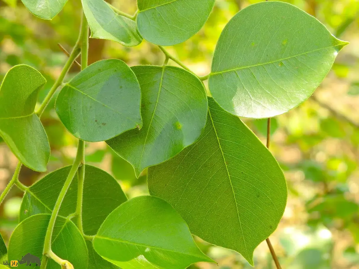 جَگ یا جَغ؛ درختی با چوب بسیار خوشبو که در سیستان و بلوچستان رشد میکند و ریشهاش در جستجوی آب تا ۳۰ متر گسترش مییابد جَگ یا جَغ