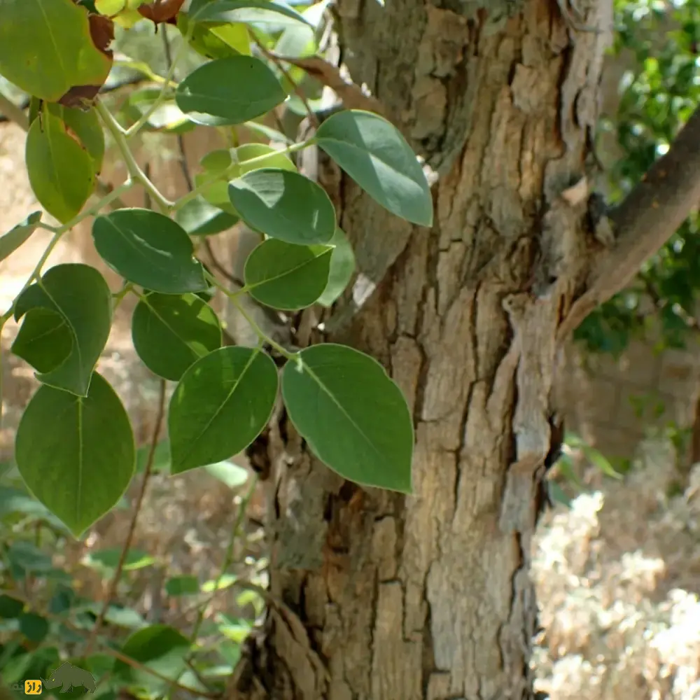 جَگ یا جَغ؛ درختی با چوب بسیار خوشبو که در سیستان و بلوچستان رشد میکند و ریشهاش در جستجوی آب تا ۳۰ متر گسترش مییابد جَگ یا جَغ