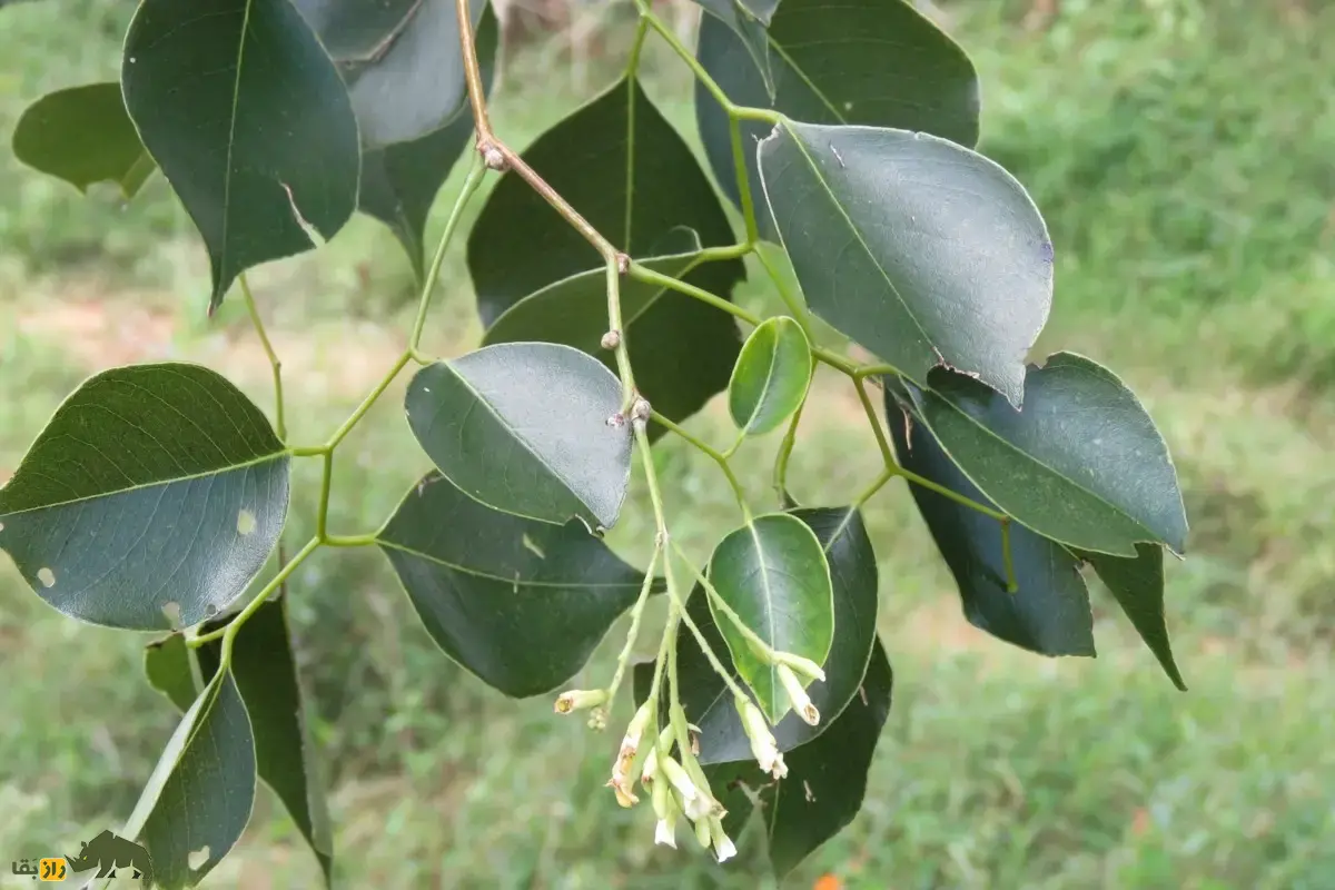 جَگ یا جَغ؛ درختی با چوب بسیار خوشبو که در سیستان و بلوچستان رشد میکند و ریشهاش در جستجوی آب تا ۳۰ متر گسترش مییابد جَگ یا جَغ