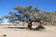 خار زرافه؛ درختی تیغ دار و بسیار مقاوم که ریشه‌هایش به قلب زمین می‌رسد و میوه‌هایی شبیه گوش انسان دارد!