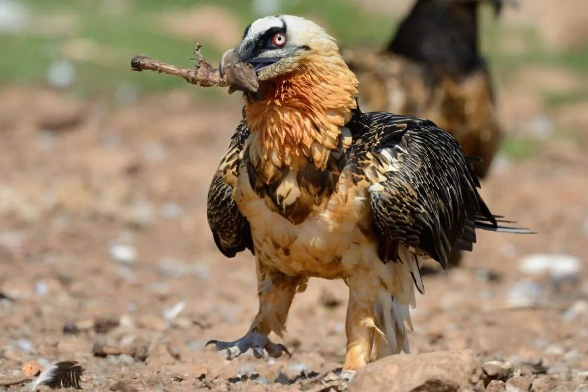 ثبت نخستین تولد پرنده نادر هما در منطقه حفاظت‌شده قیصری کوهرنگ + ویدئو