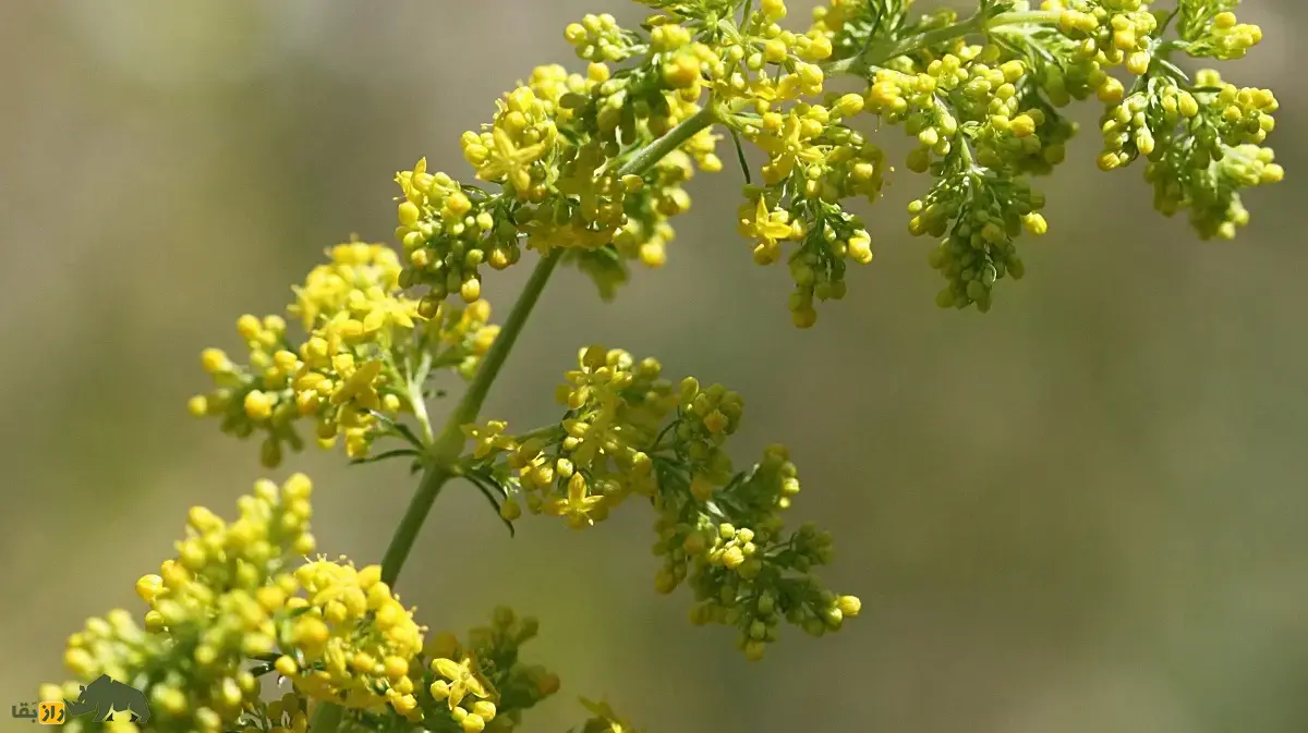 شیر پنیر؛ گیاهی خوشبو که گلهایش برای تولید پنیر به کار میروند و مریم مقدس هنگام تولد عیسی بسترش را با این گیاه معطر کرد شیر پنیر