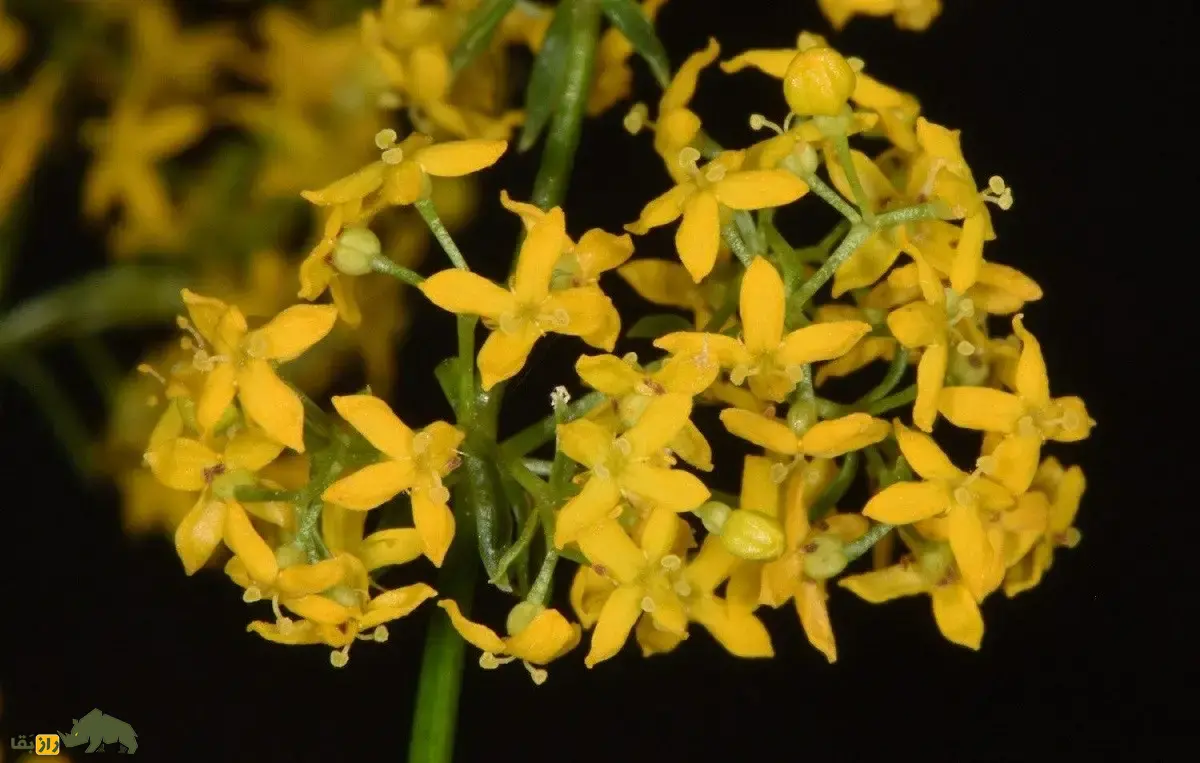 شیر پنیر؛ گیاهی خوشبو که گلهایش برای تولید پنیر به کار میروند و مریم مقدس هنگام تولد عیسی بسترش را با این گیاه معطر کرد شیر پنیر