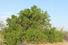 توچ؛ درخت معروف به «درخت مسواک» و پزشک بیابان که عاشق نمک است و در بلوچستان به آن «پیر» می‌گویند