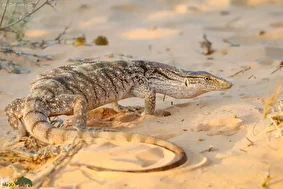 بزمجه خزری؛ بزرگترین و ترسناکترین مارمولک ایران که عاشق گوشت جوندگان است و قد آن گاهی به ۲ متر نیز میرسد