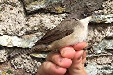 سسک چشم‌سفید غربی؛ پرنده‌ای مهاجر با چشمانی سفید و آوازی جادویی که نشانه آمدن بهار در ایران است