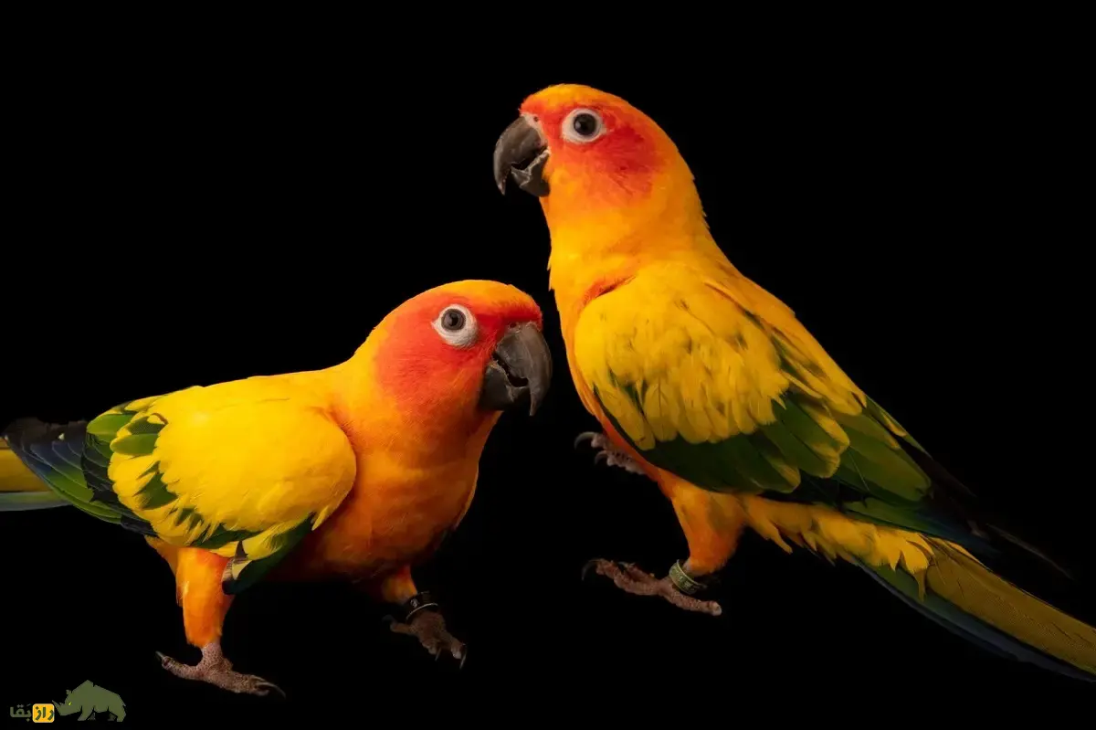 طوطی خورشیدی