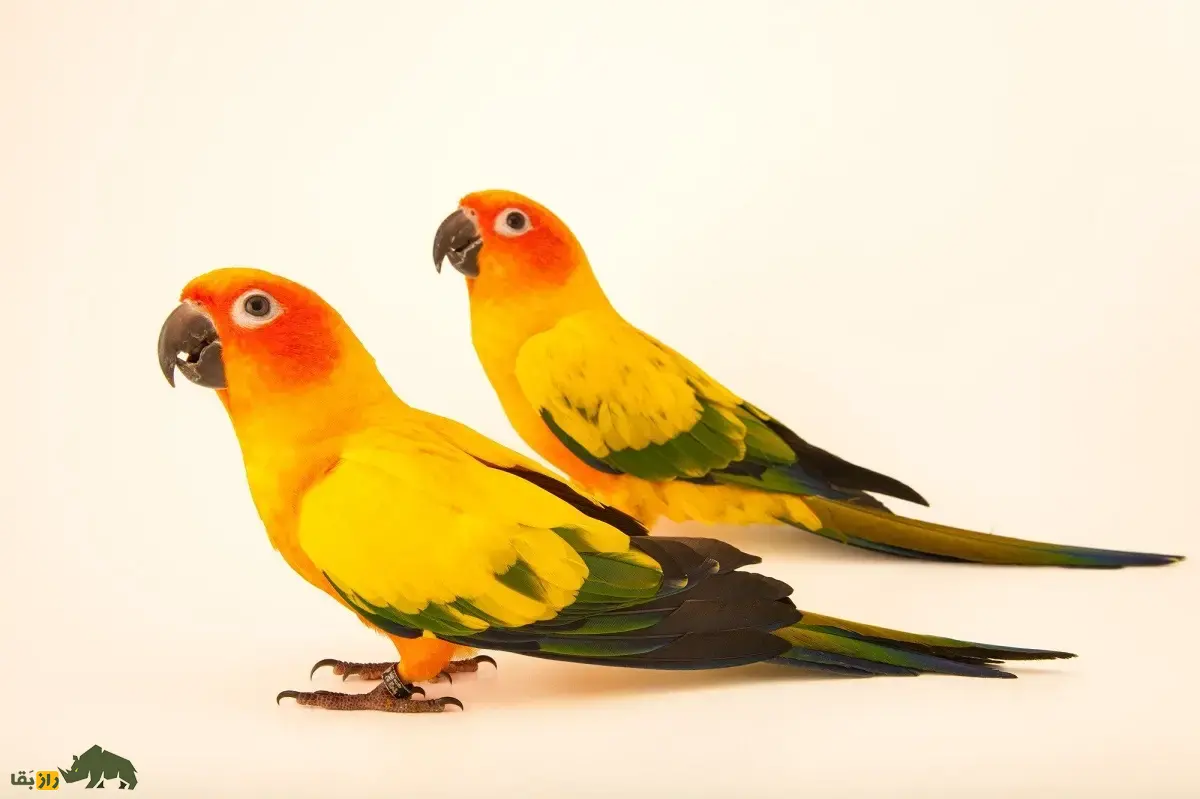 طوطی خورشیدی