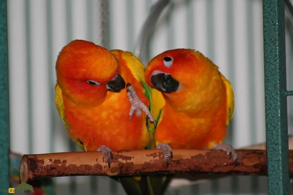 طوطی خورشیدی