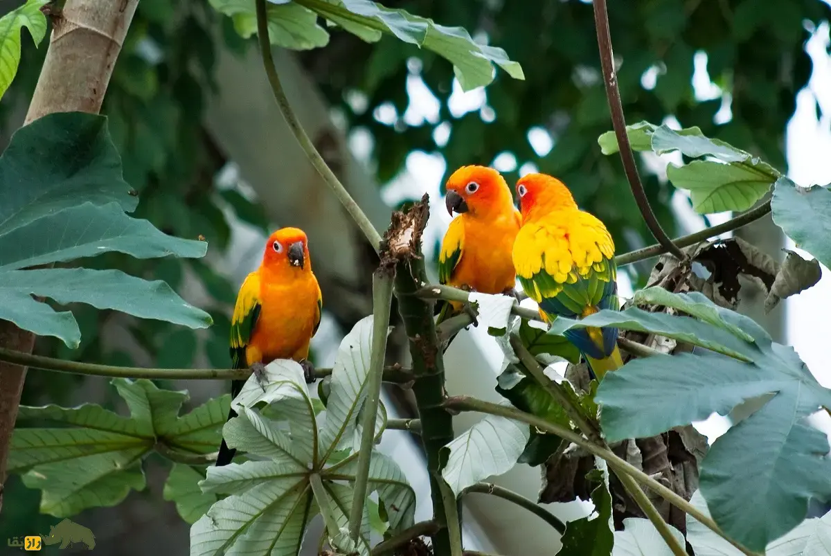 طوطی خورشیدی