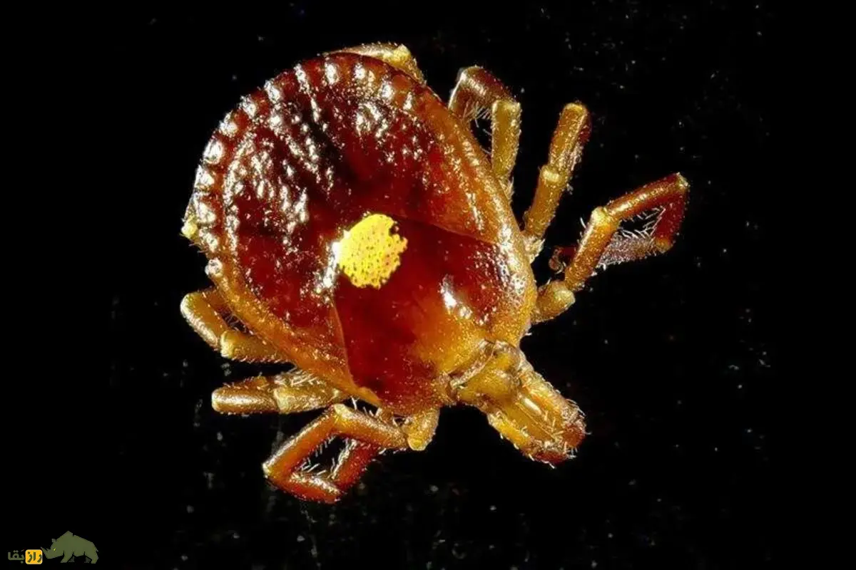 کنه لون استار؛ حشره‌ای که اگر کسی را نیش بزند آن فرد گیاه‌خوار شده و از گوشت بیزار می‌شود!