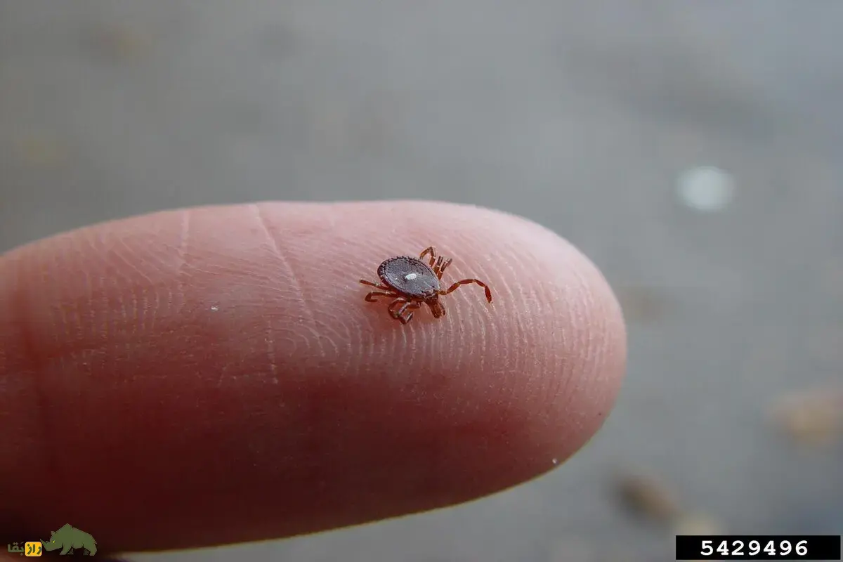 کنه لون استار؛ حشره‌ای که اگر کسی را نیش بزند آن فرد گیاه‌خوار شده و از گوشت بیزار می‌شود!