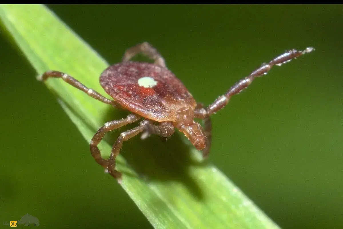 کنه لون استار؛ حشره‌ای که اگر کسی را نیش بزند آن فرد گیاه‌خوار شده و از گوشت بیزار می‌شود!