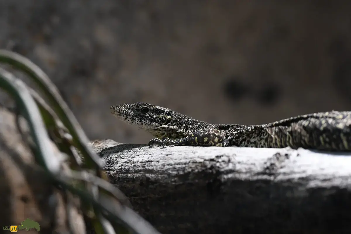 بزمجه تیمور