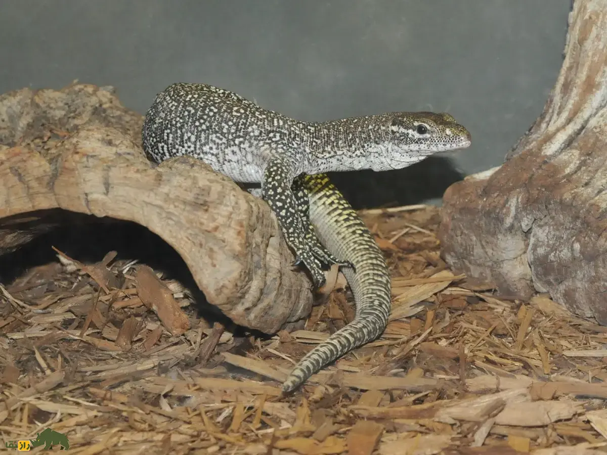 بزمجه تیمور