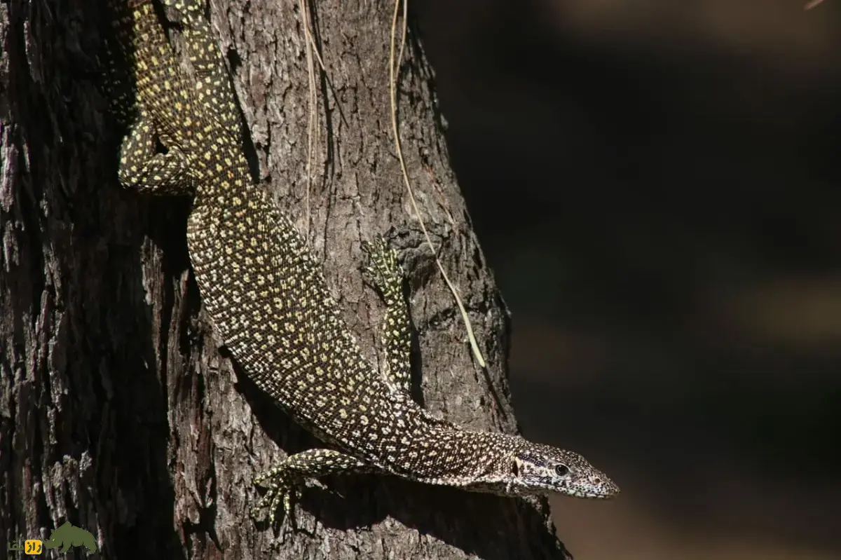 بزمجه تیمور