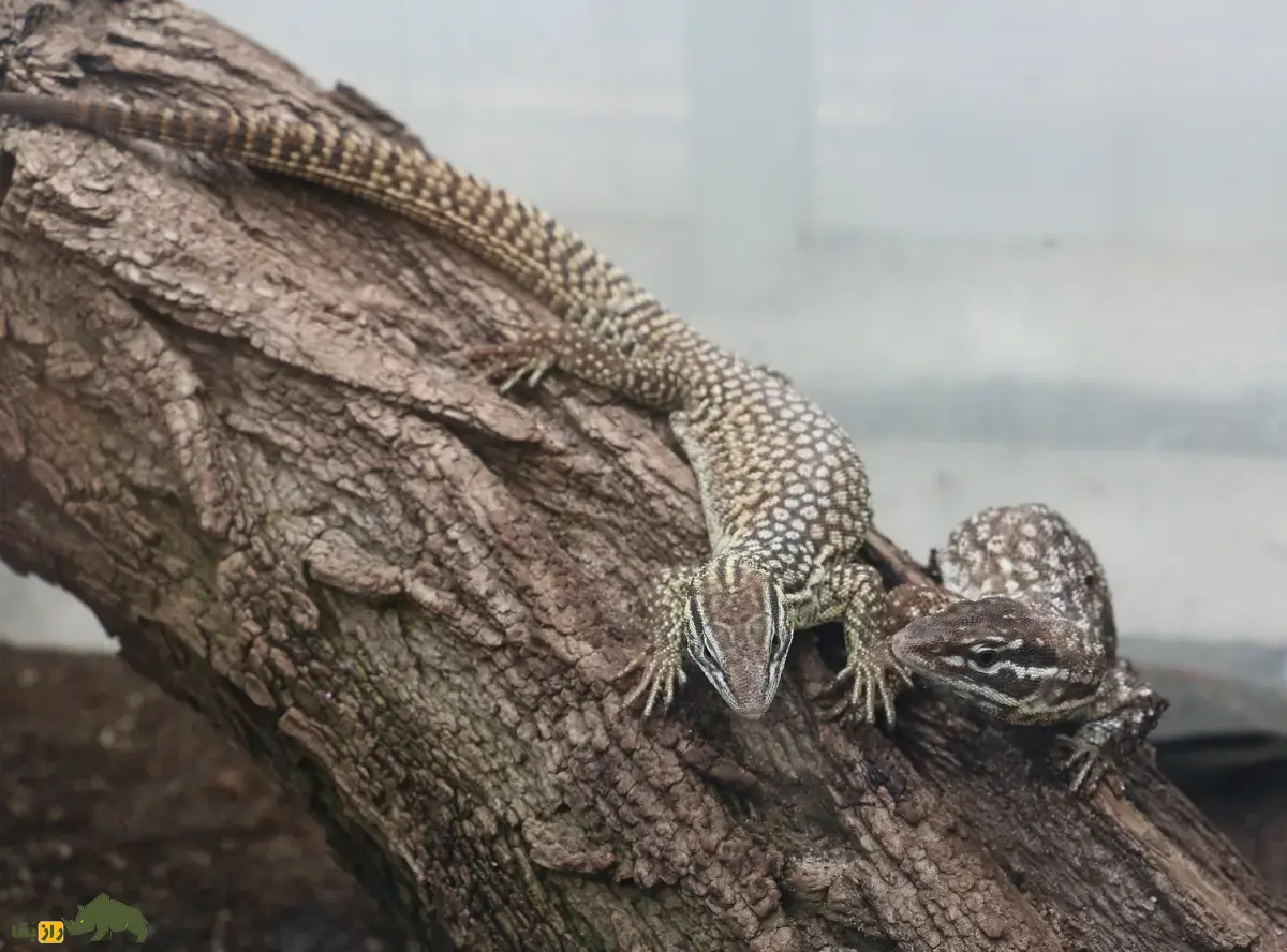 بزمجه تیمور