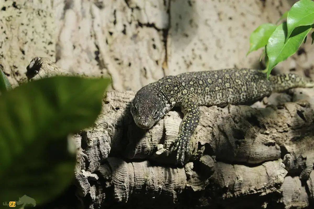 بزمجه تیمور