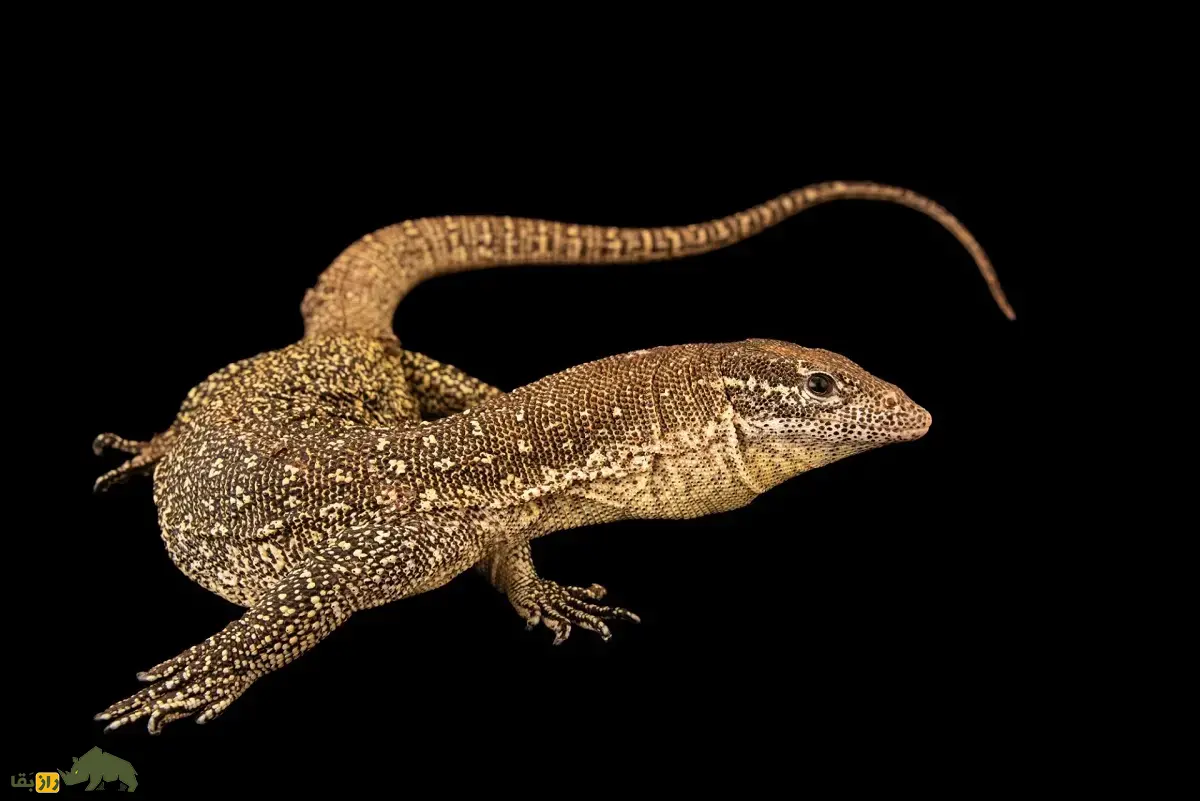 بزمجه تیمور