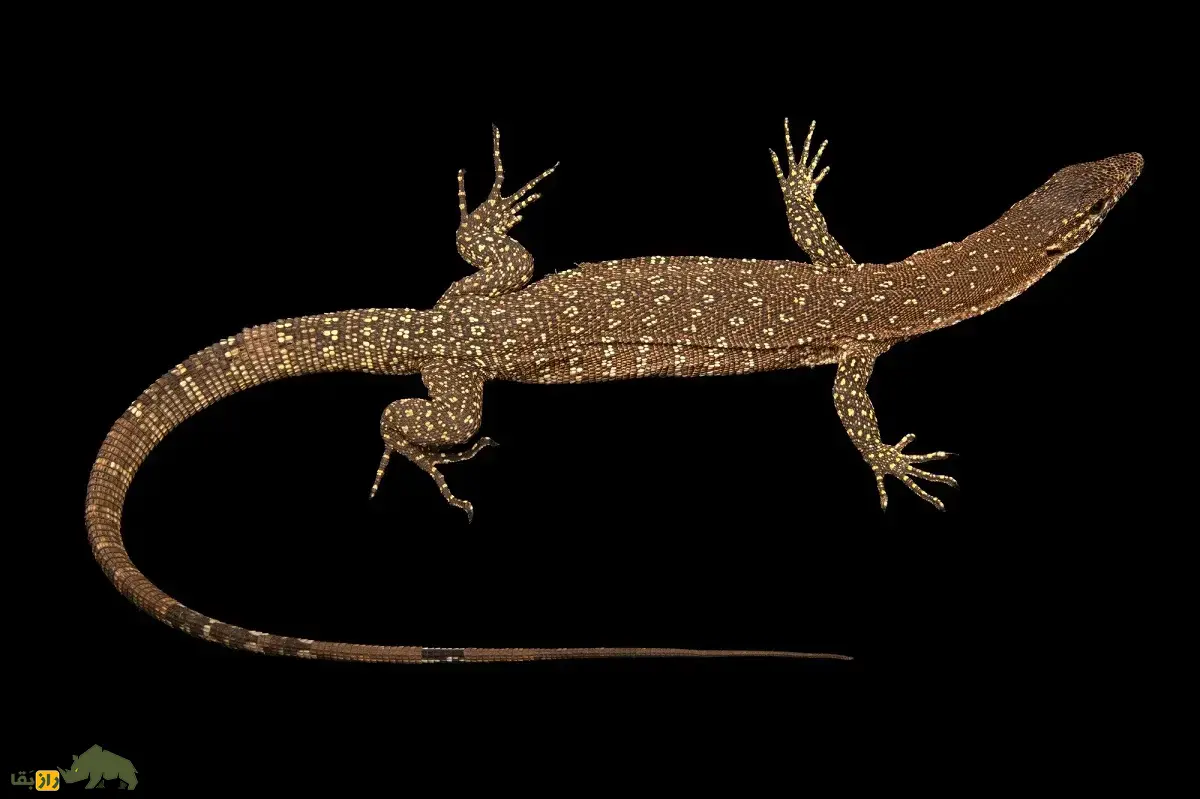 بزمجه تیمور