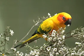 طوطی خورشیدی؛ طوطی آوازخوان دُم قیفی که به لحاظ ظاهری و شخصیتی بسیار خشن است و موقع خواب از طناب آویزان میشود