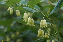 مُهر سلیمان؛ گیاهی که شبیه مهر حضرت سلیمان است و جوش‌های غرور جوانی و شکستگی استخوان را درمان می‌کند