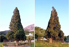سرو هرزویل؛ درختی ۳۰۰۰ ساله و افسانه‌ای با ۳۰ متر ارتفاع که از زلزله رودبار جان به در برد و ۴ کیلو سکه از تنه آن کشف شد!