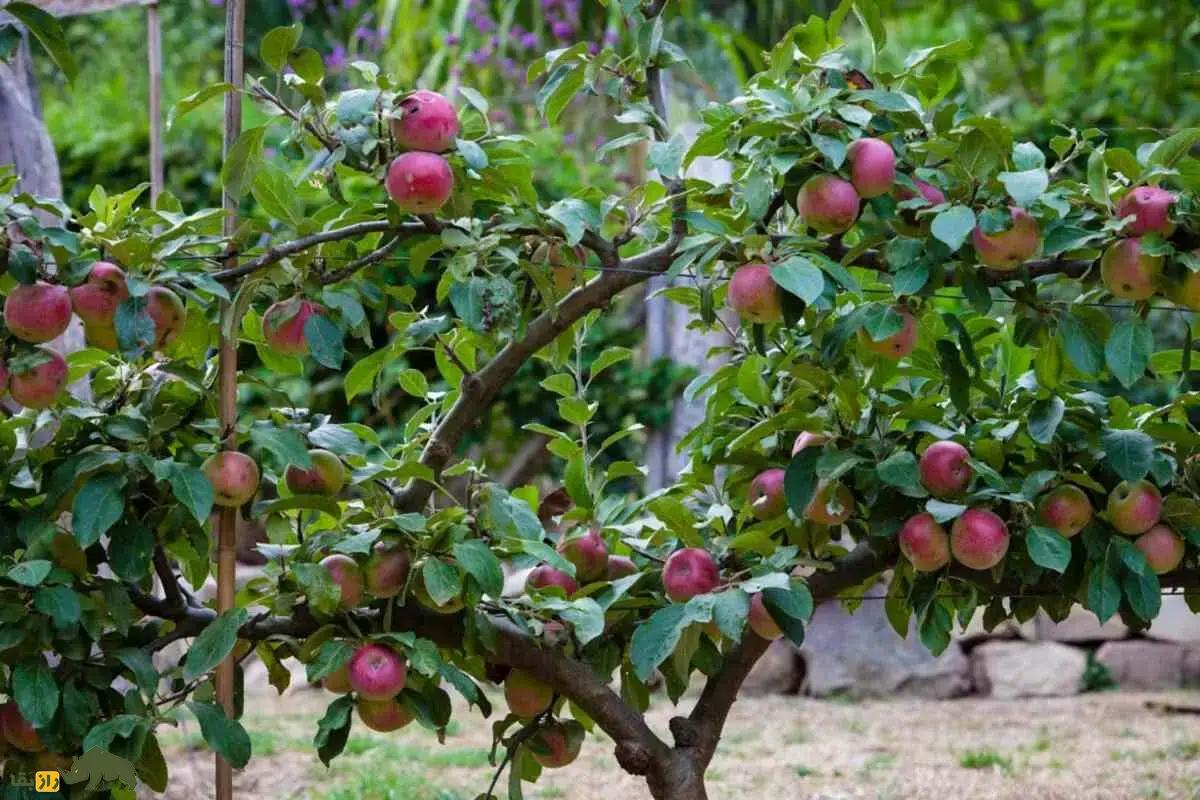 سیب توسرخ اردبیل؛ کمیابترین سیب دنیا با گوشت قرمز، طعم ترش و خواص شگفتانگیز که بازار جهانی را شگفتزده کرده است! سیب توسرخ اردبیل؛ کمیابترین سیب دنیا با گوشت قرمز، طعم ترش و خواص شگفتانگیز که بازار جهانی را شگفتزده کرده است!