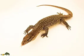 بزمجه تیمور؛ بزمجه خالداری که روی درخت زندگی میکند و اگر آن را در خانه نگه دارید ممکن است ۵ سال آن را نبینید!