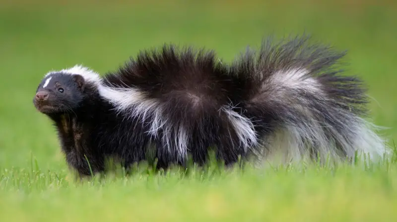 چرا گورخر‌ها و پاندا‌ها سیاه و سفید هستند؟