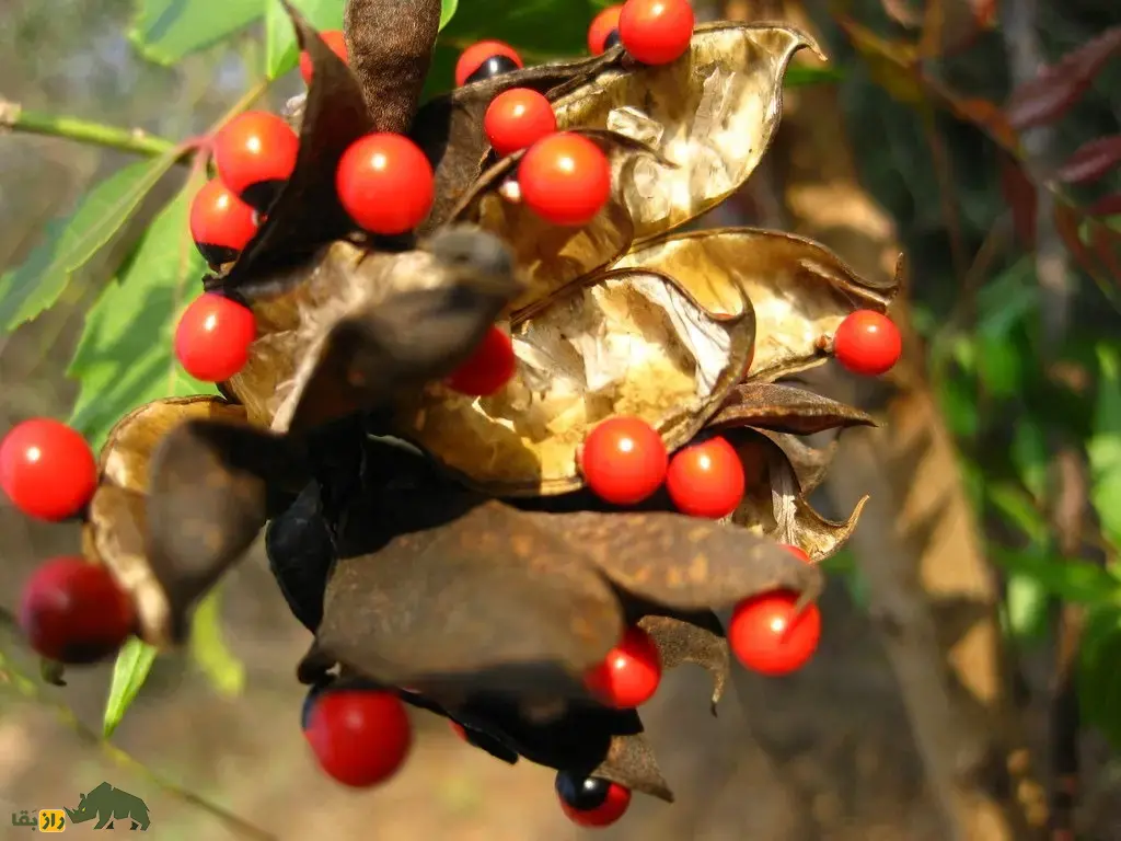 لوبیای چشم خرچنگی؛ سمیترین گیاه طبیعی جهان شبیه سوسک که از آن برای ساخت و تسبیح و زیورآلات سنتی استفاده میشود لوبیای چشم خرچنگی