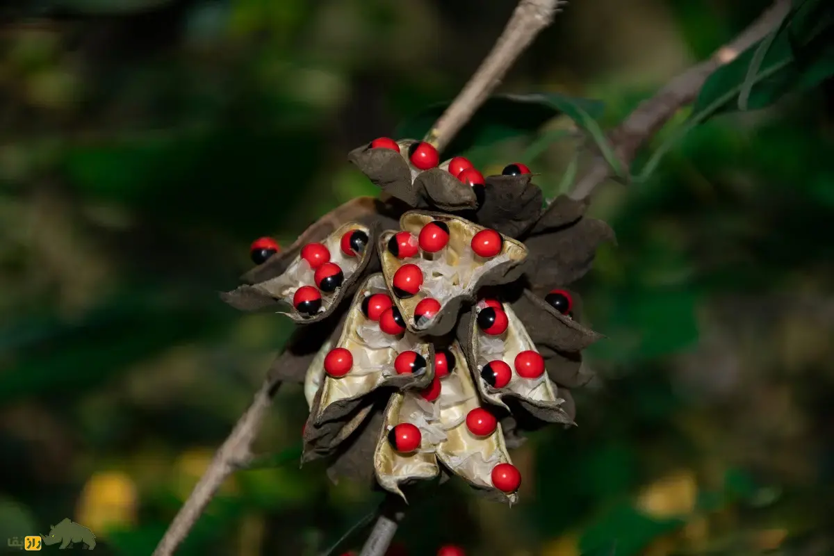 لوبیای چشم خرچنگی؛ سمیترین گیاه طبیعی جهان شبیه سوسک که از آن برای ساخت و تسبیح و زیورآلات سنتی استفاده میشود لوبیای چشم خرچنگی