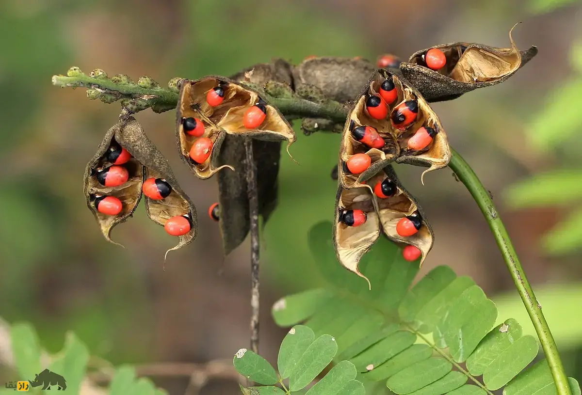 لوبیای چشم خرچنگی؛ سمیترین گیاه طبیعی جهان شبیه سوسک که از آن برای ساخت و تسبیح و زیورآلات سنتی استفاده میشود لوبیای چشم خرچنگی