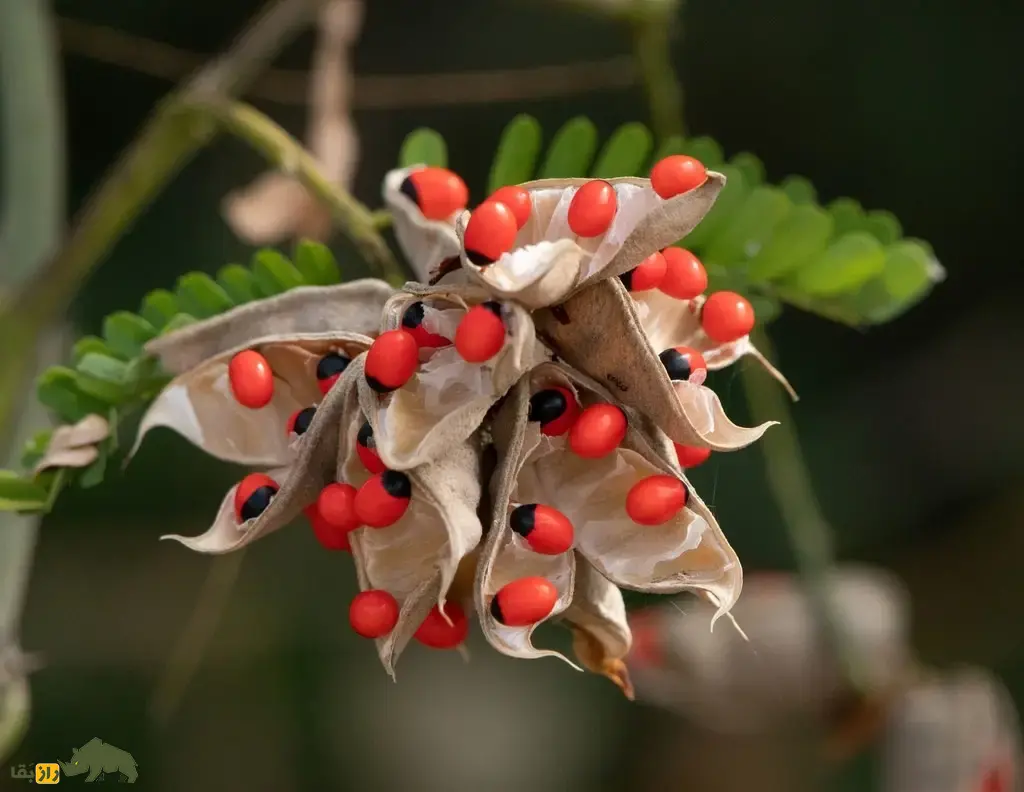 لوبیای چشم خرچنگی؛ سمیترین گیاه طبیعی جهان شبیه سوسک که از آن برای ساخت و تسبیح و زیورآلات سنتی استفاده میشود لوبیای چشم خرچنگی